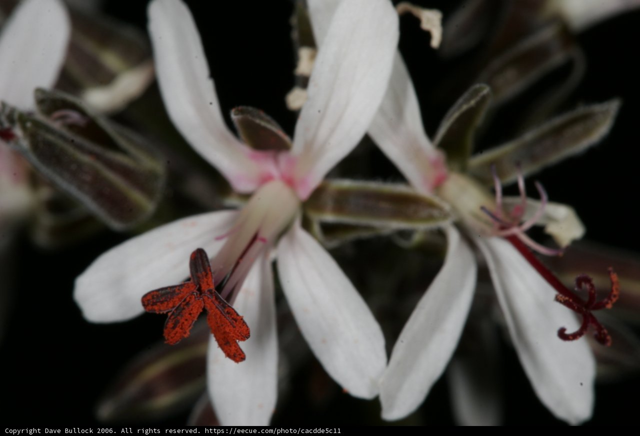 Red and White Petals