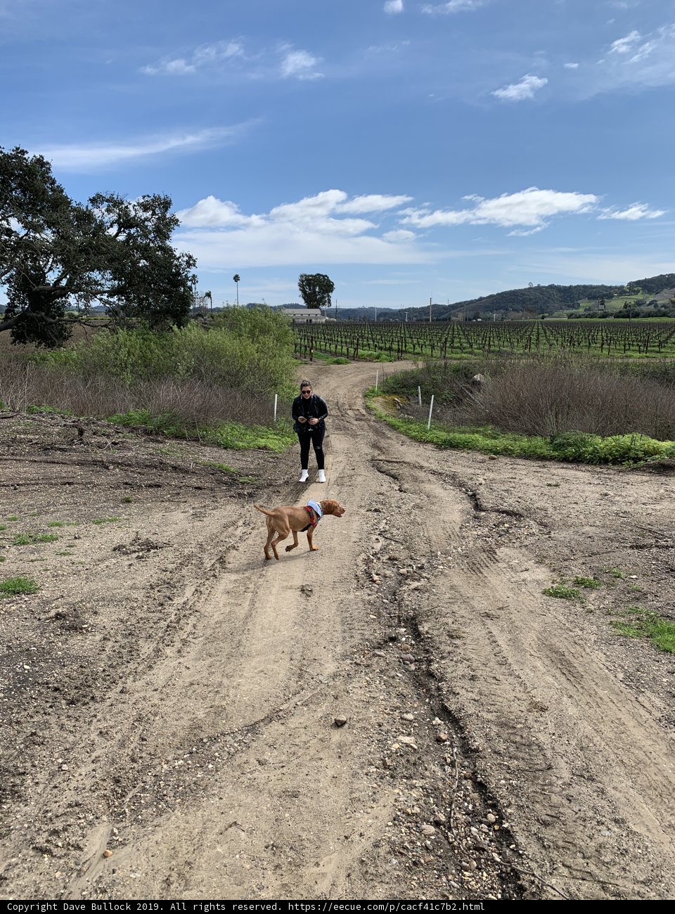 A Man and His Canine Companion