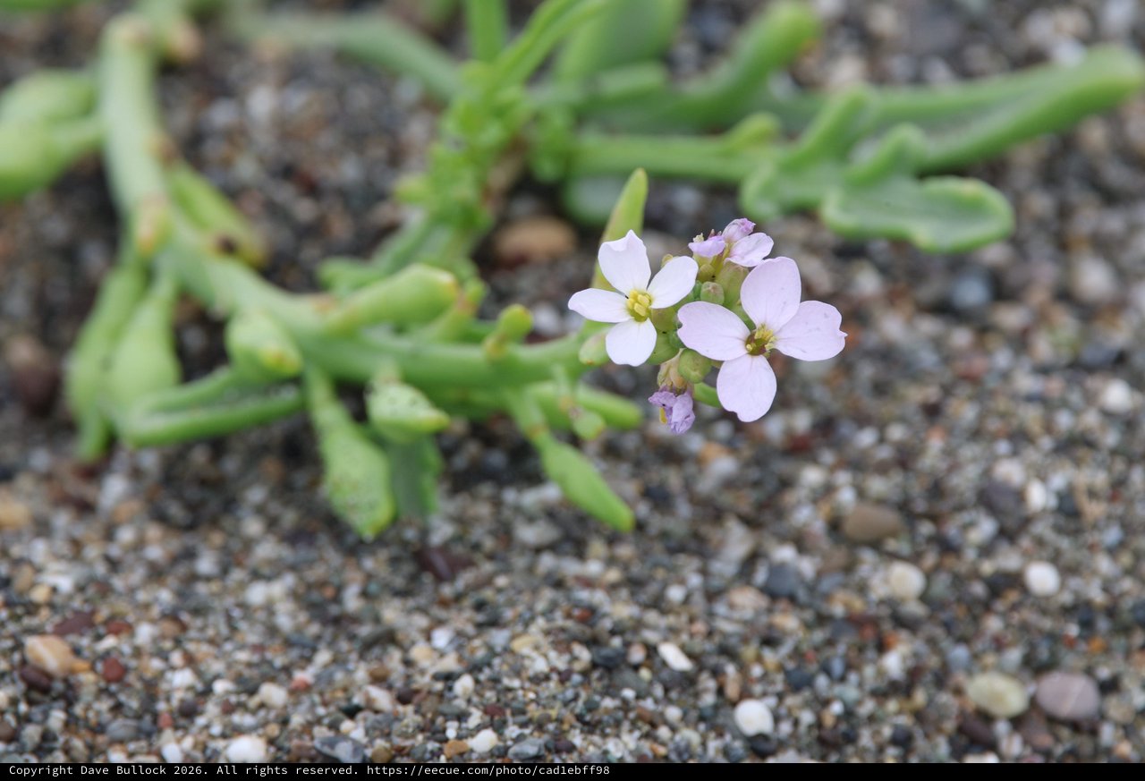 Delicate Beach Wildflower Blooming on Sandy Shore