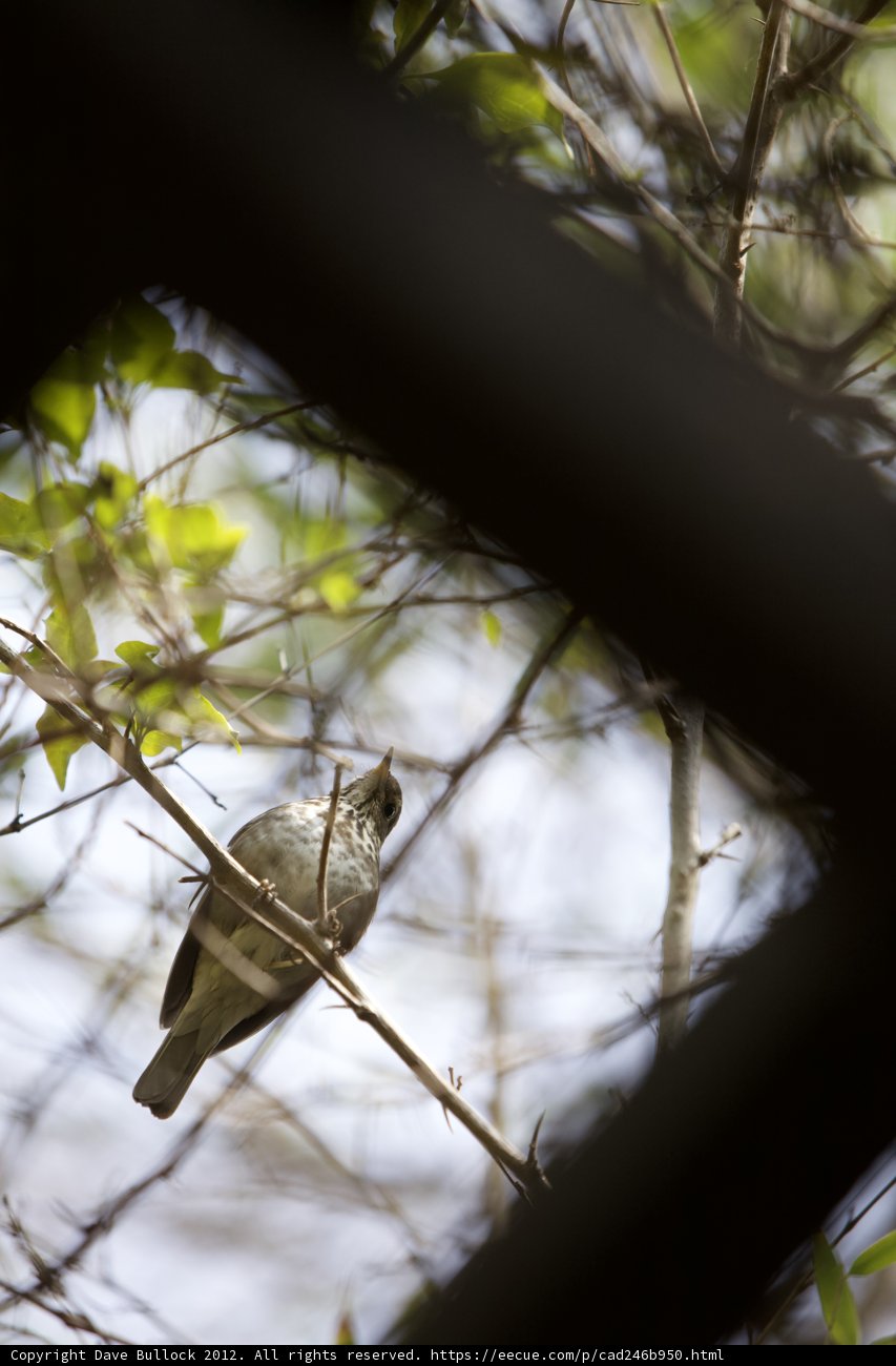 Nature's Perch