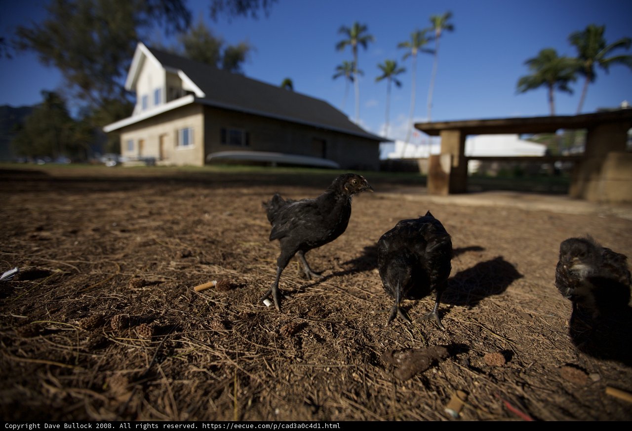 Flock of Chickens Roaming Free in Hawaii Countryside