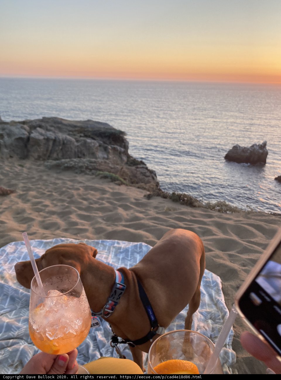 Happy Hour with My Furry Friend