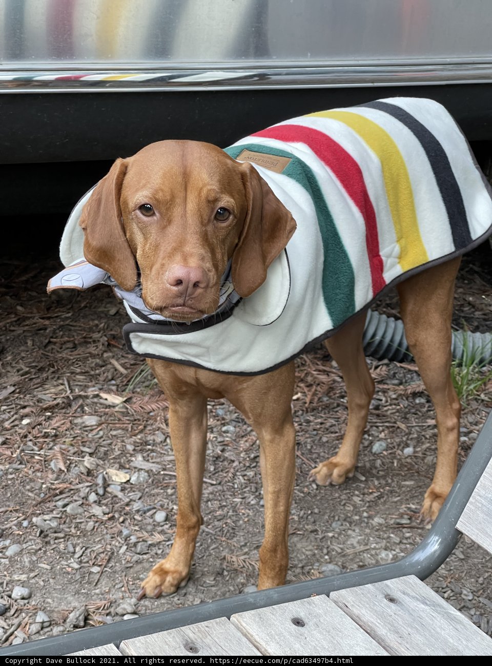 Colorful Canine on a Wooden Bench
