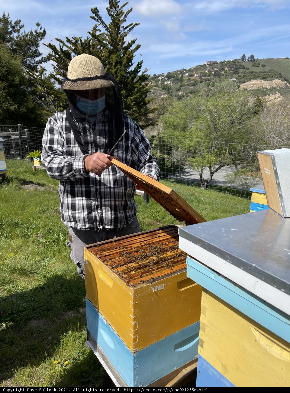 Beekeeper in Plaid Shirt Inspecting Hive