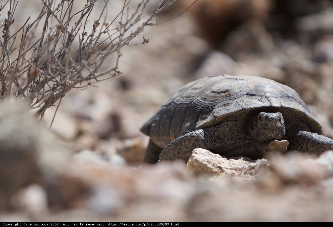 Walking Turtle