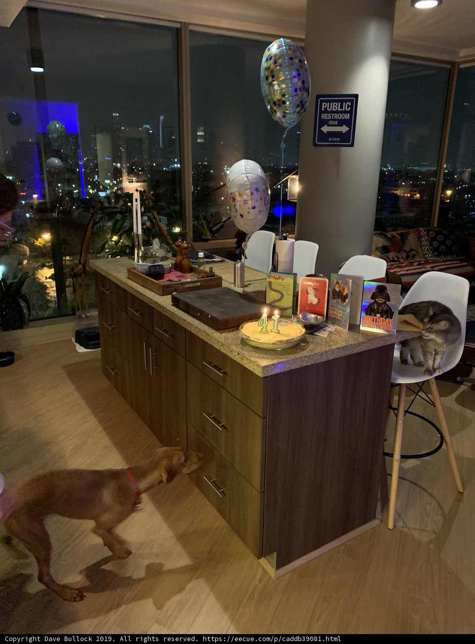 Birthday Pup in the Kitchen