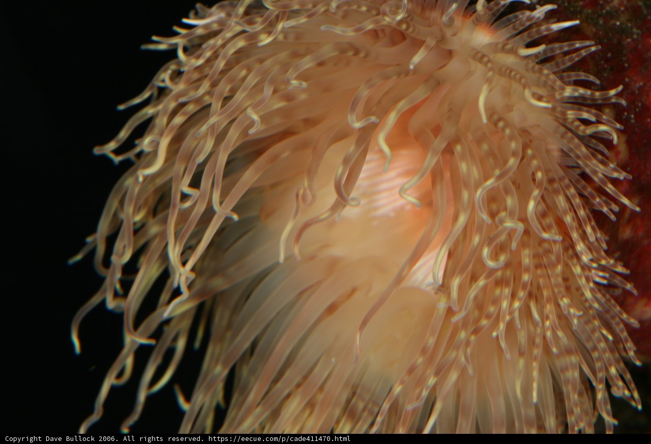 Vibrant Sea Anemone in the Aquarium