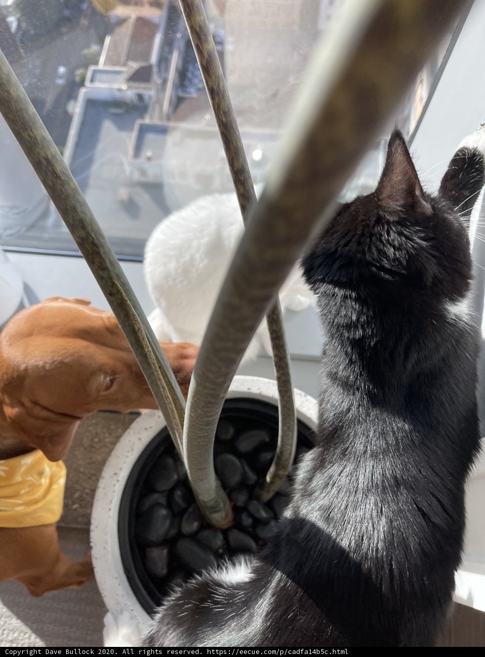 Meeting of the Furry Minds