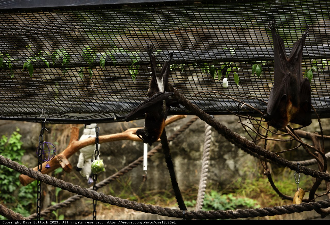 Upside Down Duo in Oakland Zoo, 2023