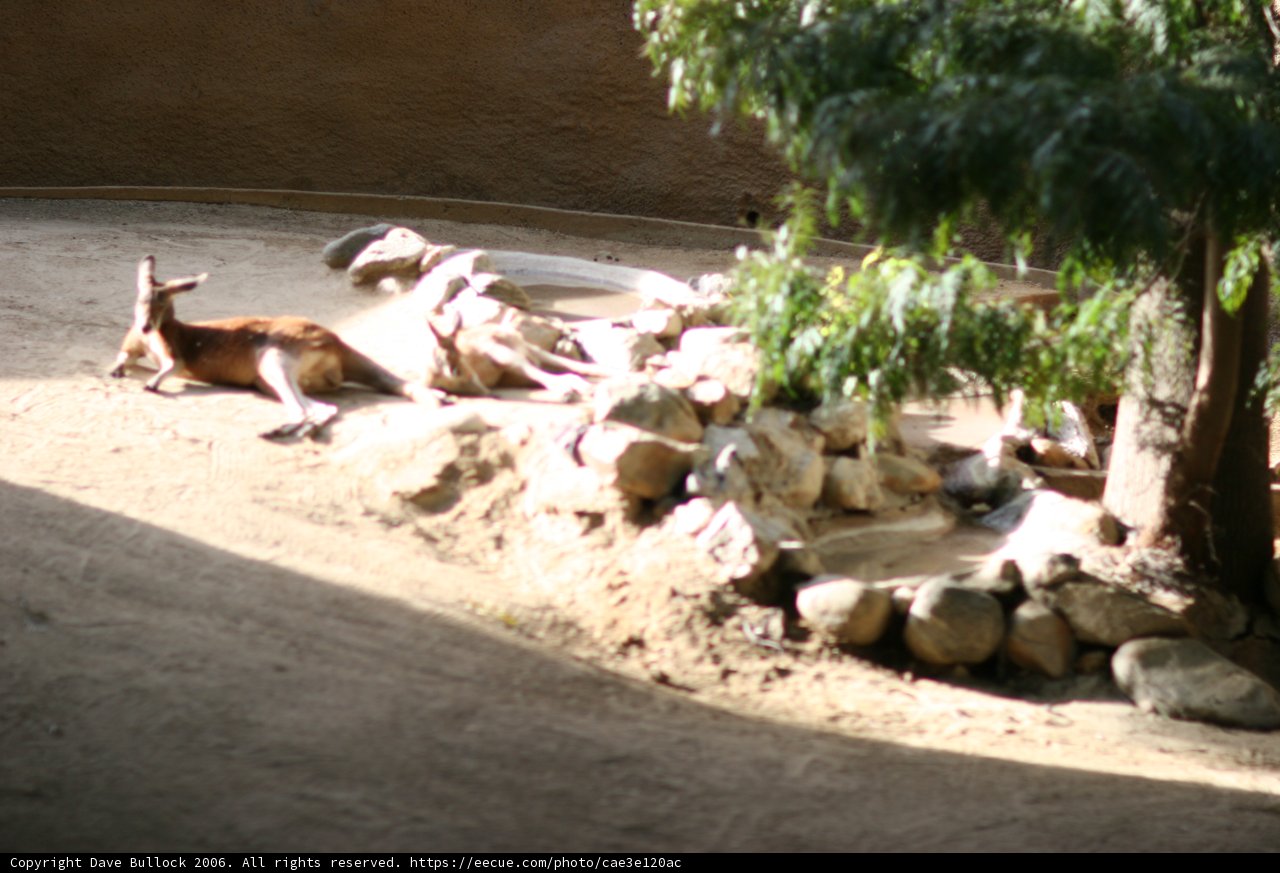 Laid-back Giraffe at the Zoo