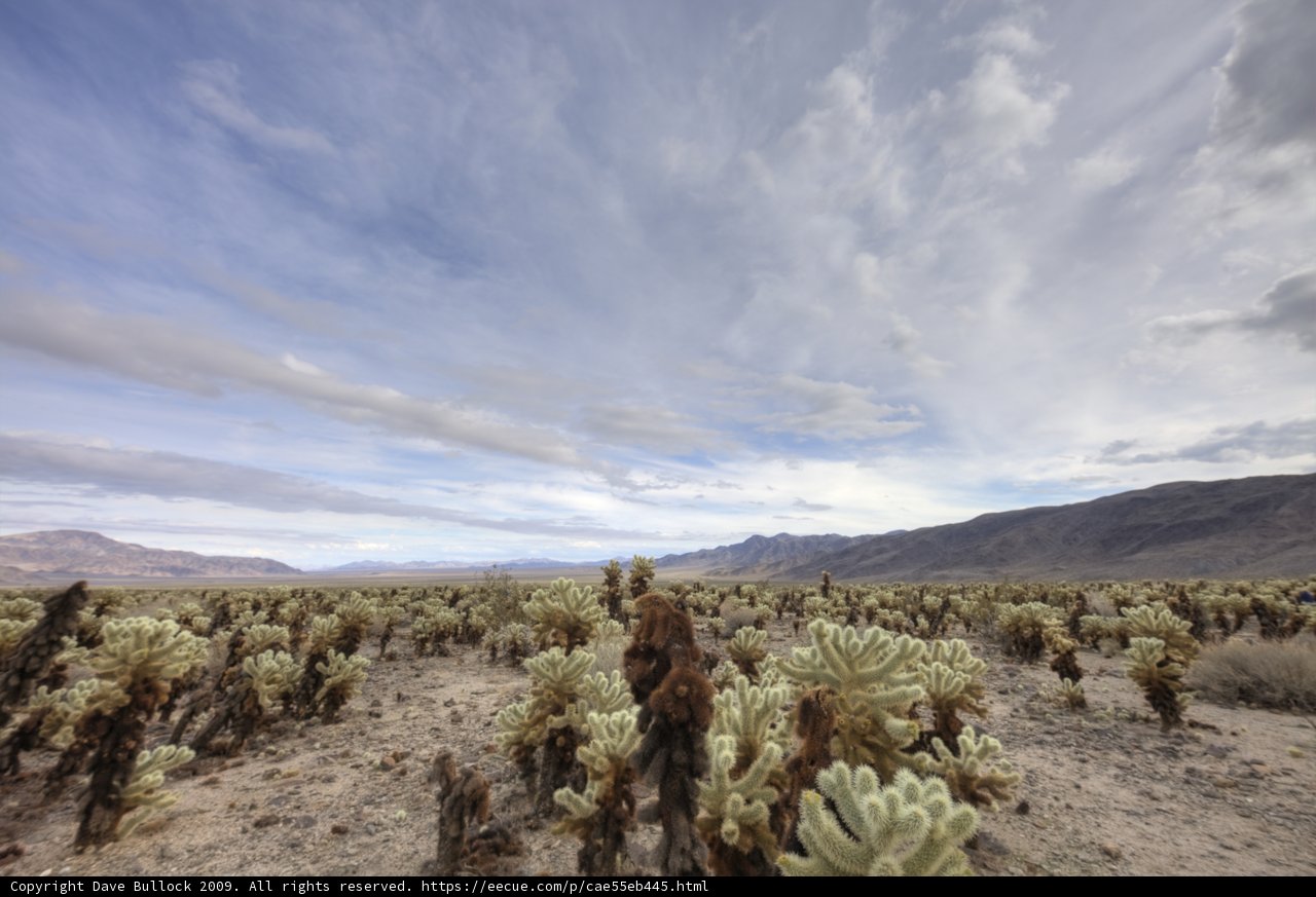 Majestic Scenery of Joshua Tree National Park