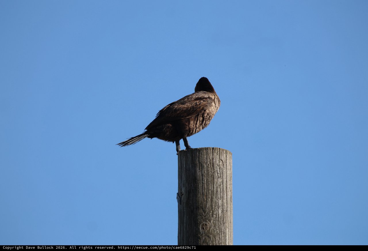 Turkey Vulture Perched on Weathered Post at Dusk