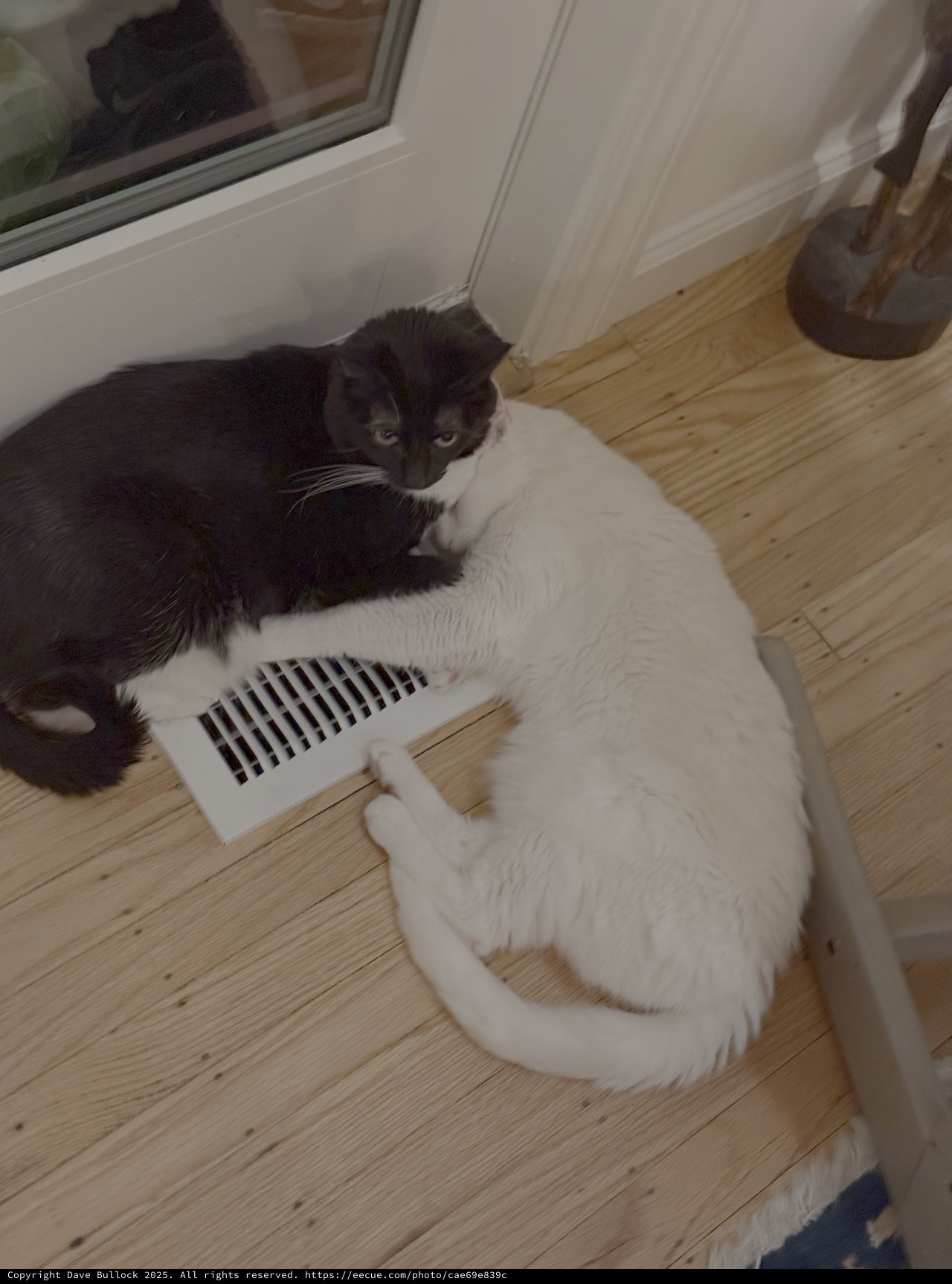 Two Cats Sharing Warmth at Floor Vent