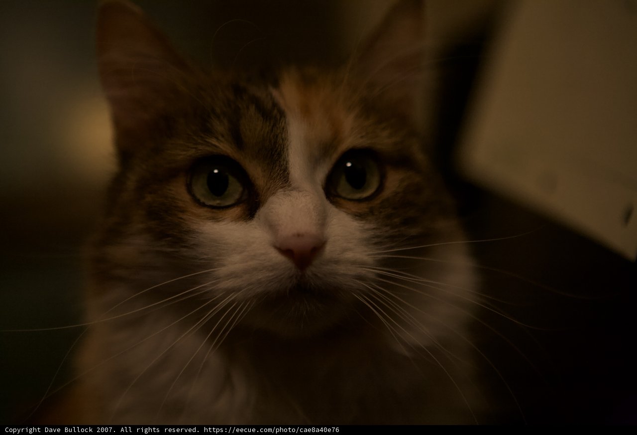 Nighttime Feline Gaze