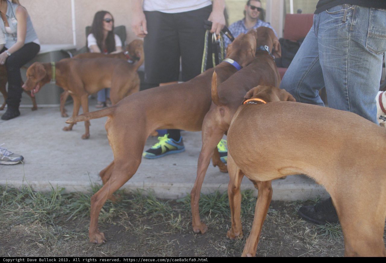 Dogs and their Humans taking a stroll