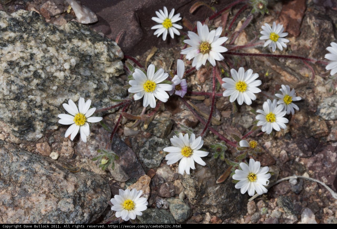 Blooming on the Rocks