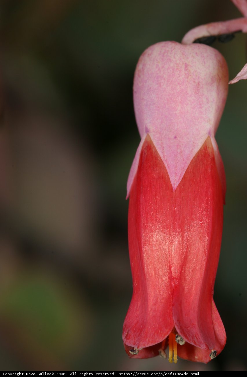 The Scarlet Bloom