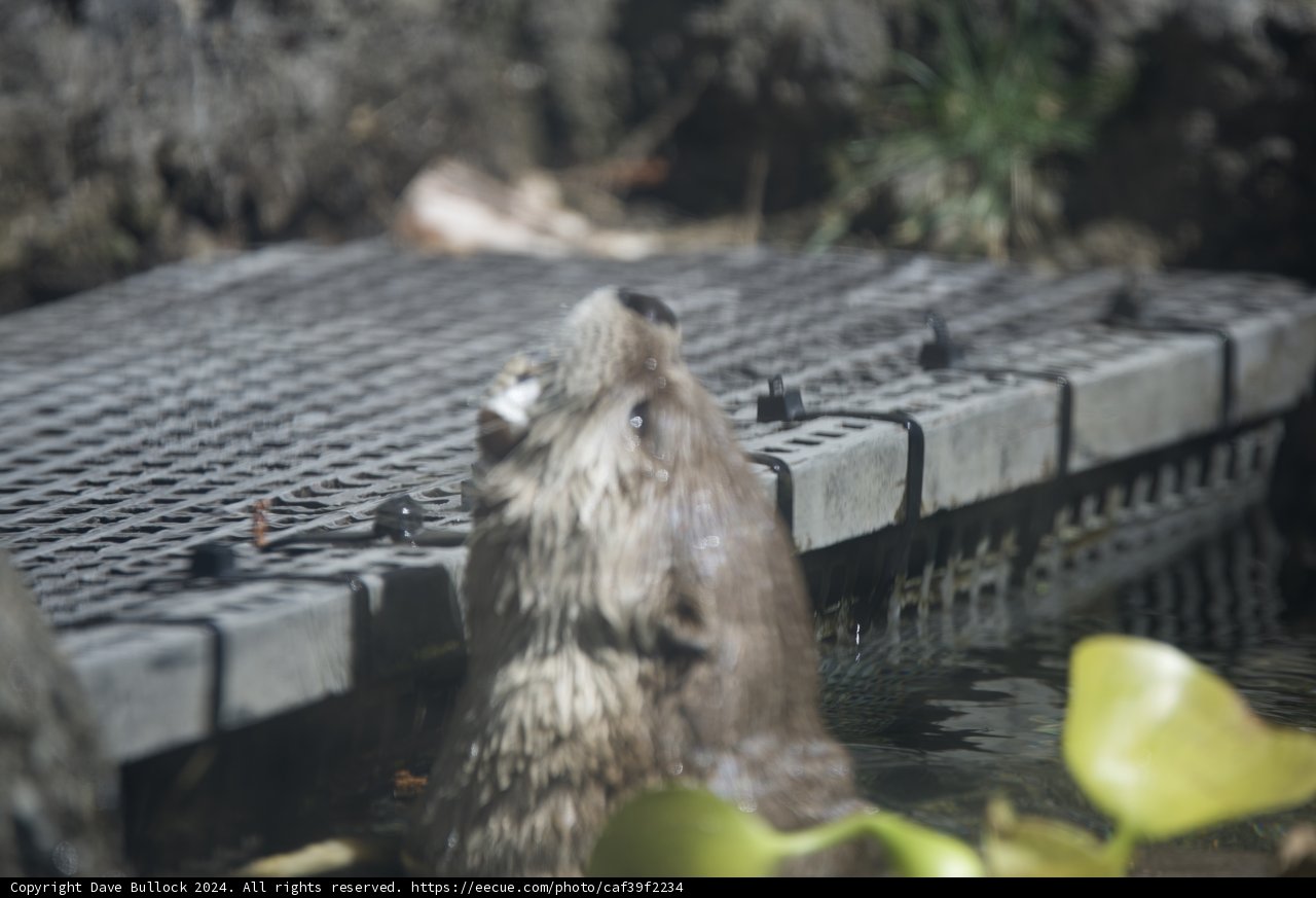 Curious Otter at Walnut Creek