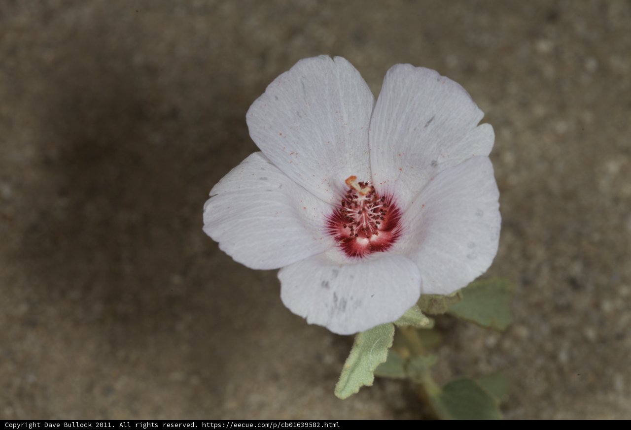 The White Flower with Red Petals