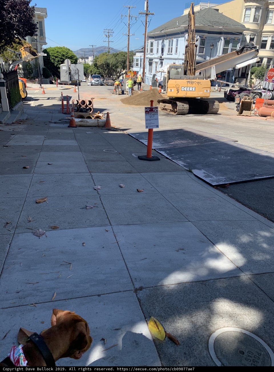 Canine Watchdog Surveying the Urban Landscape