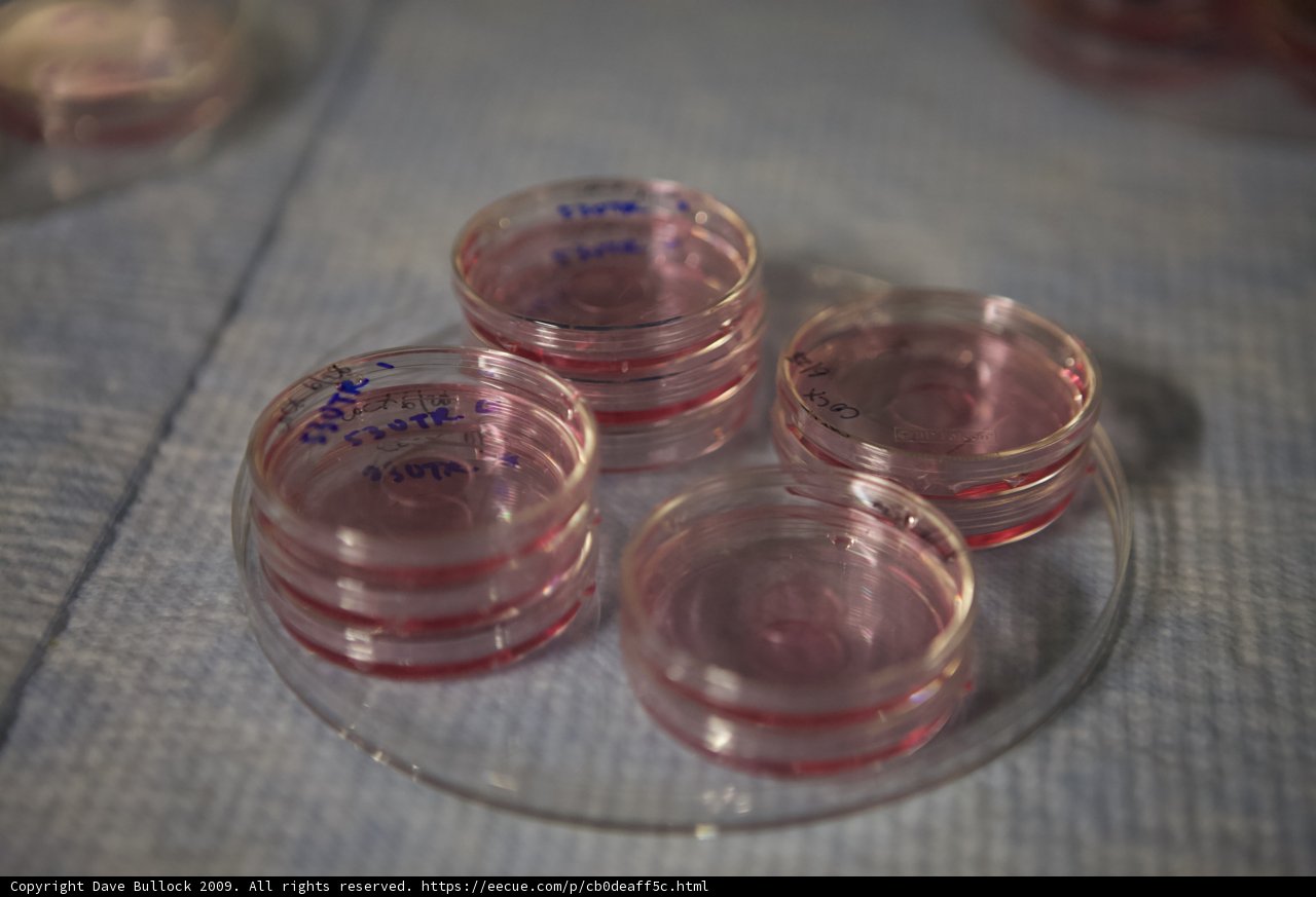 Pink Liquid in a Plastic Container