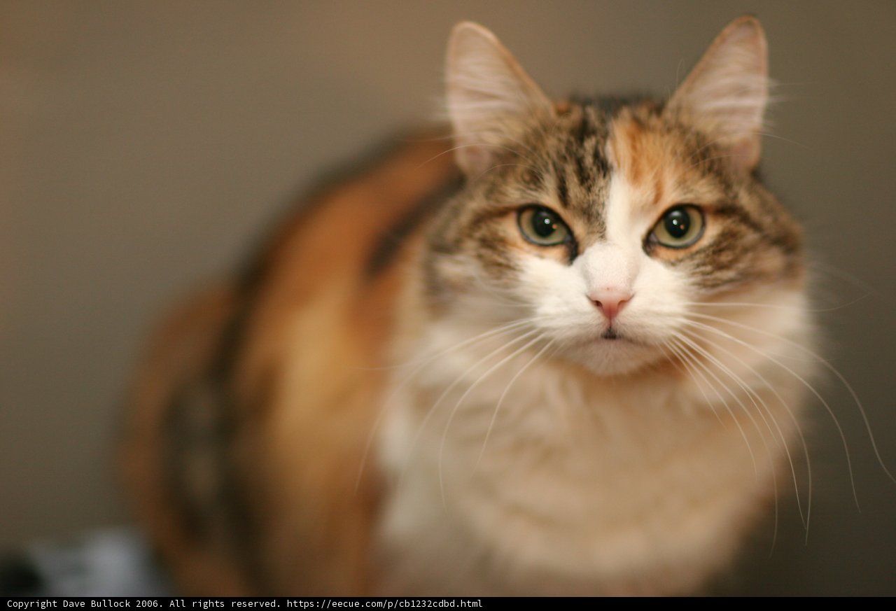 White-Faced Abyssinian Cat