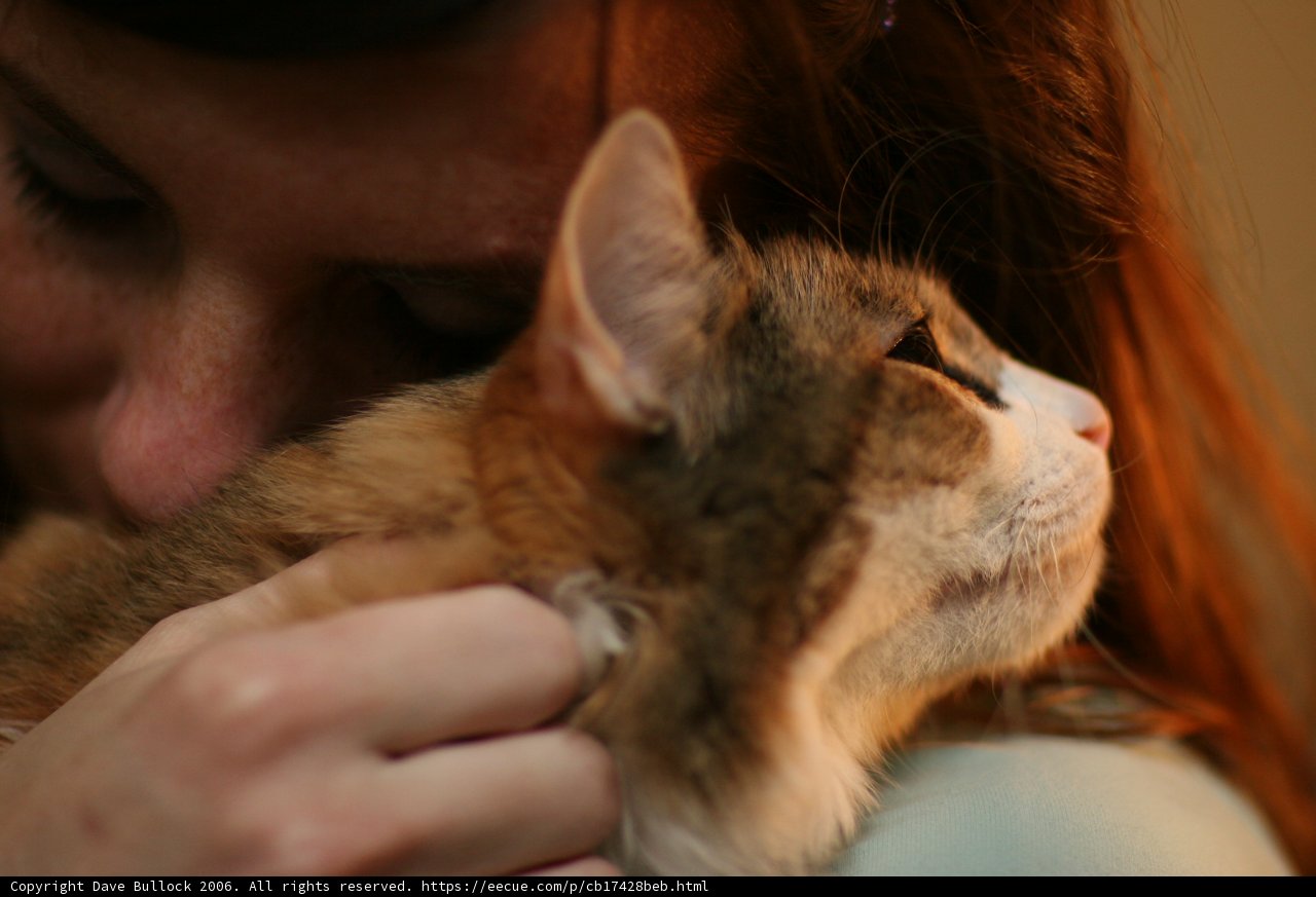 Feline Companionship