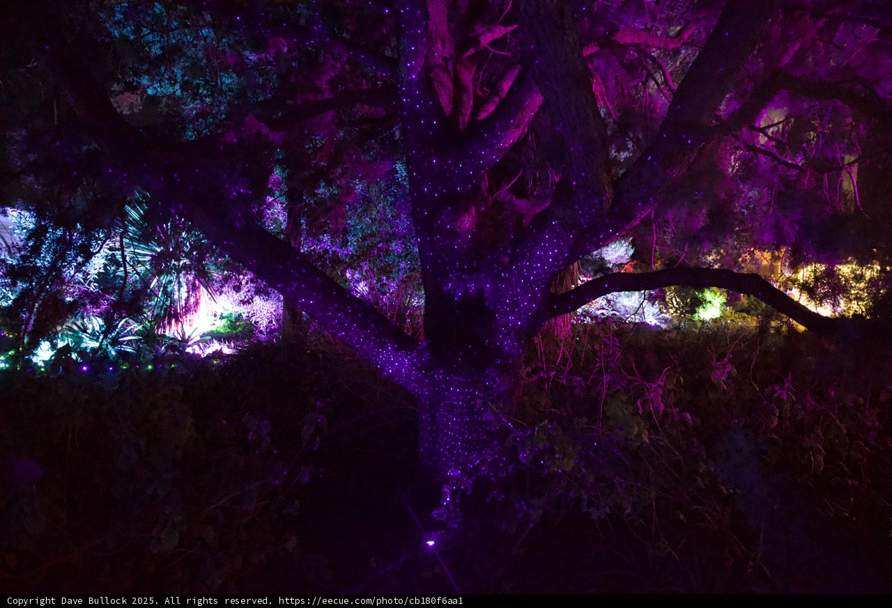 Luminescent Enchantment