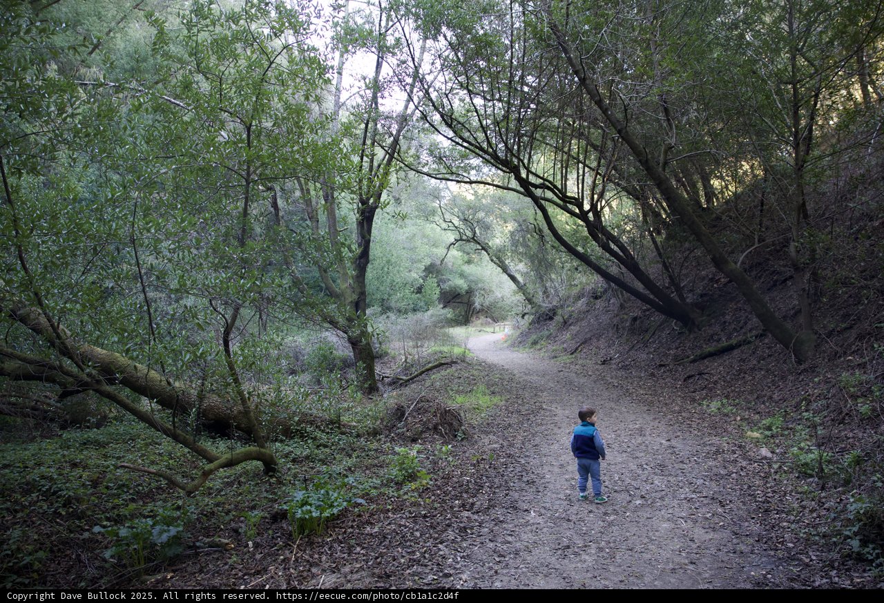 Strolling Through Nature's Embrace