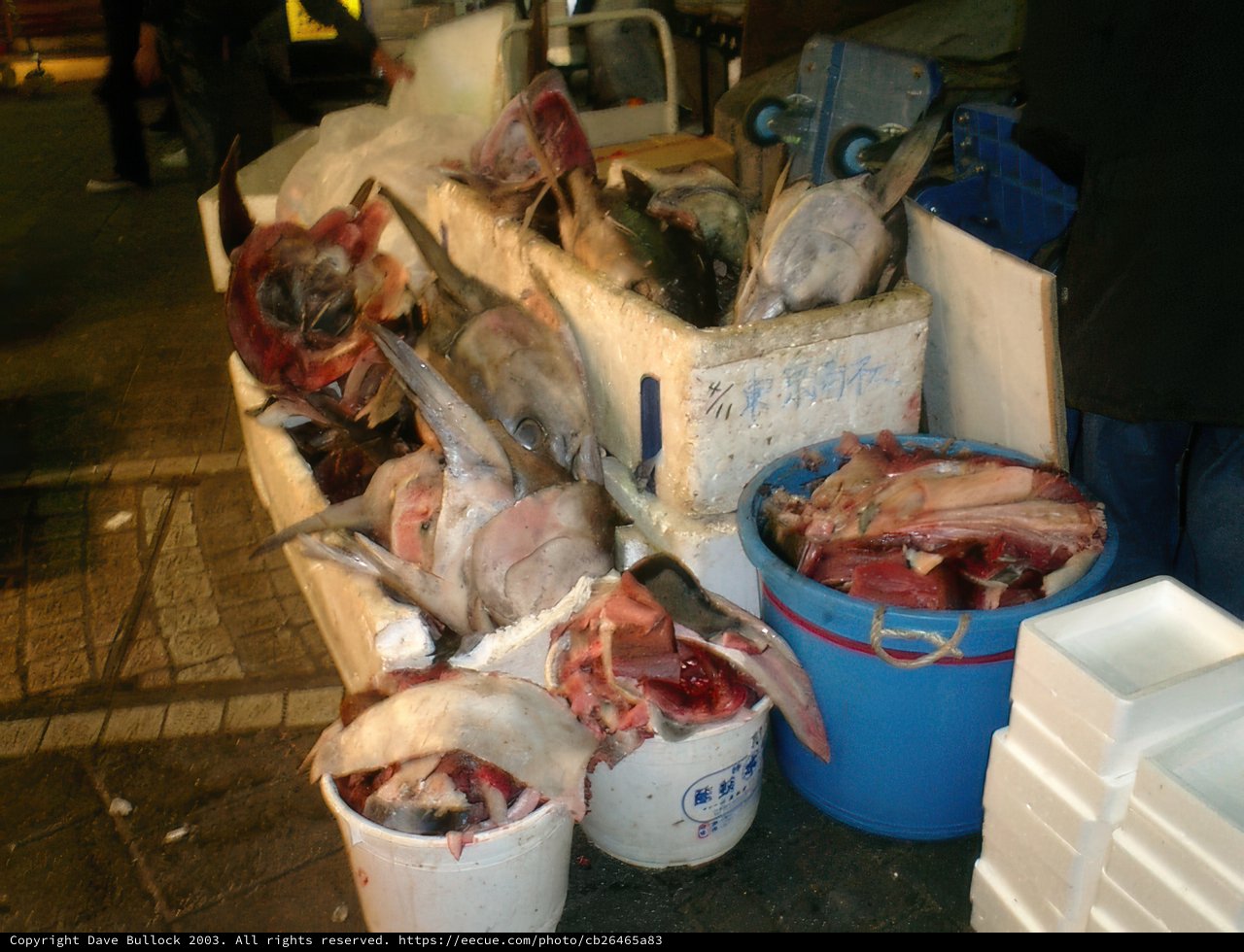 Pile of Fresh Tuna on a Tokyo Street Corner