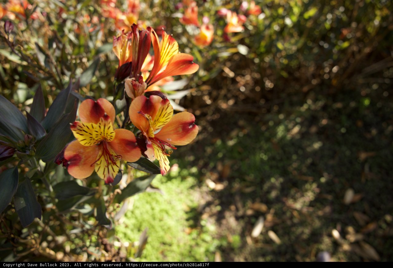 A Splash of Bloom