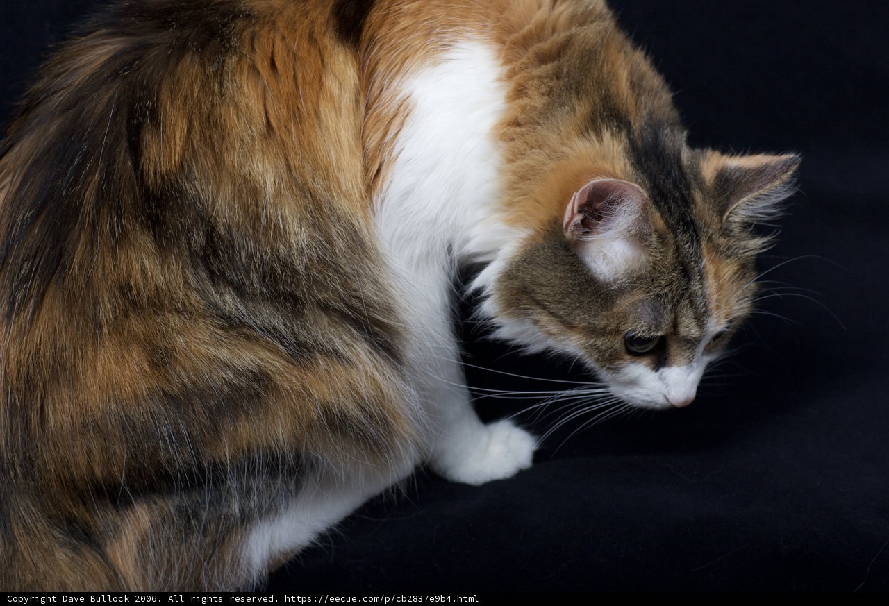 Calico Cat on Black Background