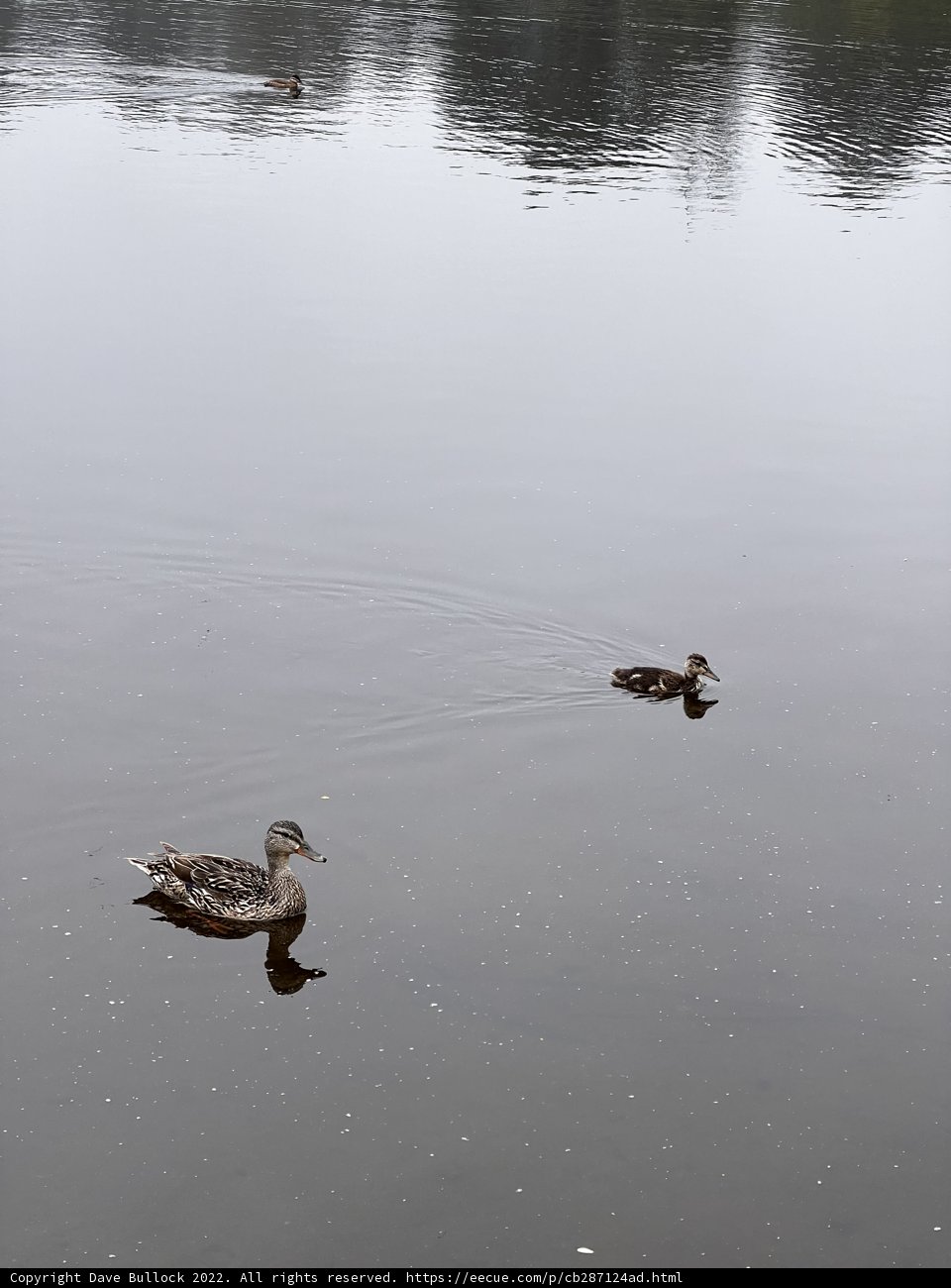 Serene Ducks on Mountain Lake