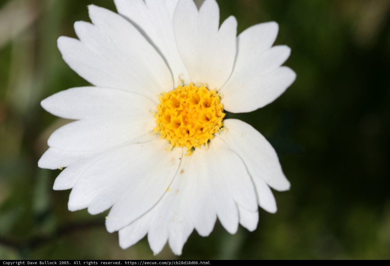 Majestic Daisy in a Green Field