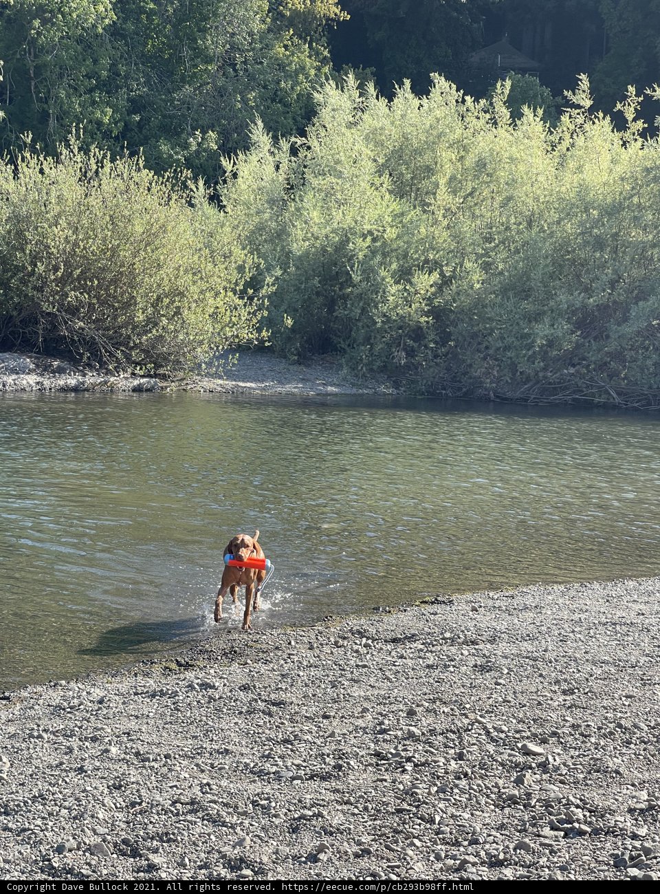 Canine Cooling Off