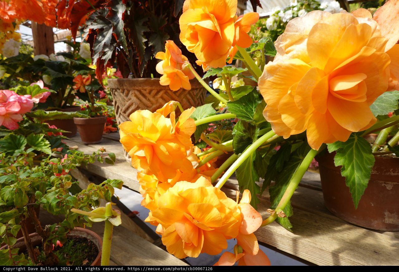 Orange Beauty in the Pot