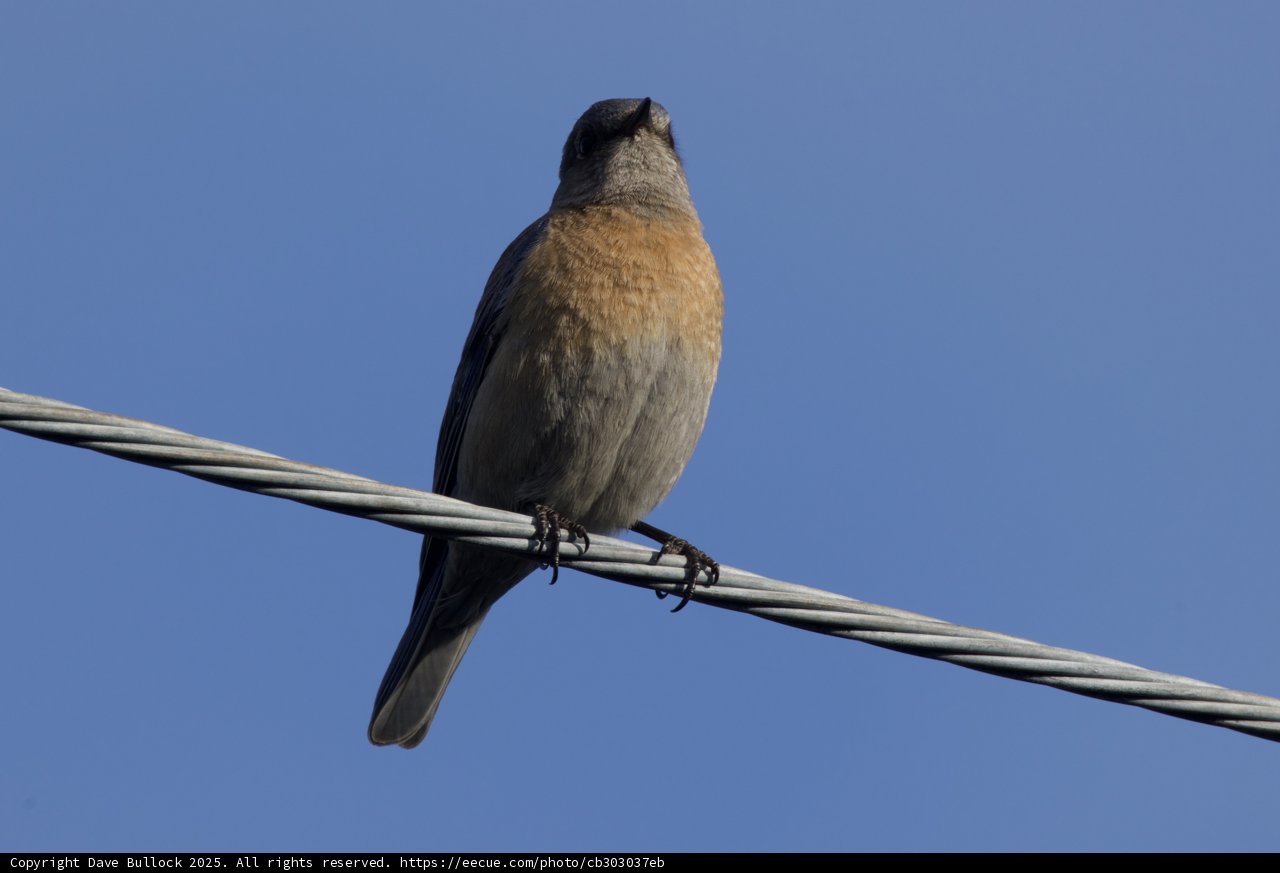 Perched Serenade