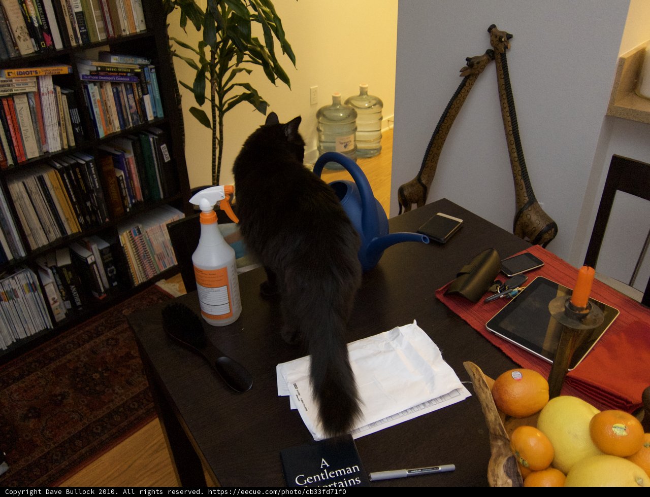 The Elegant Black Cat on the Wooden Table
