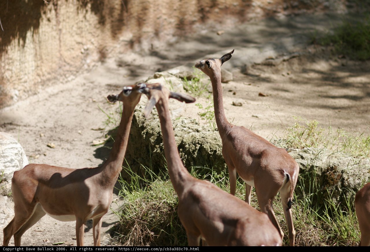 Graceful Gazelles