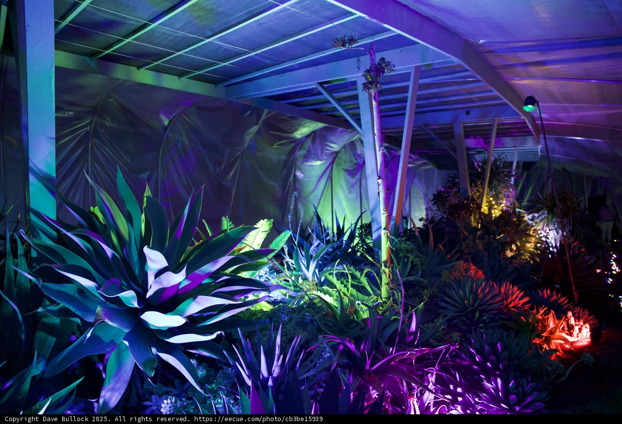 Enchanted Night in the Garden