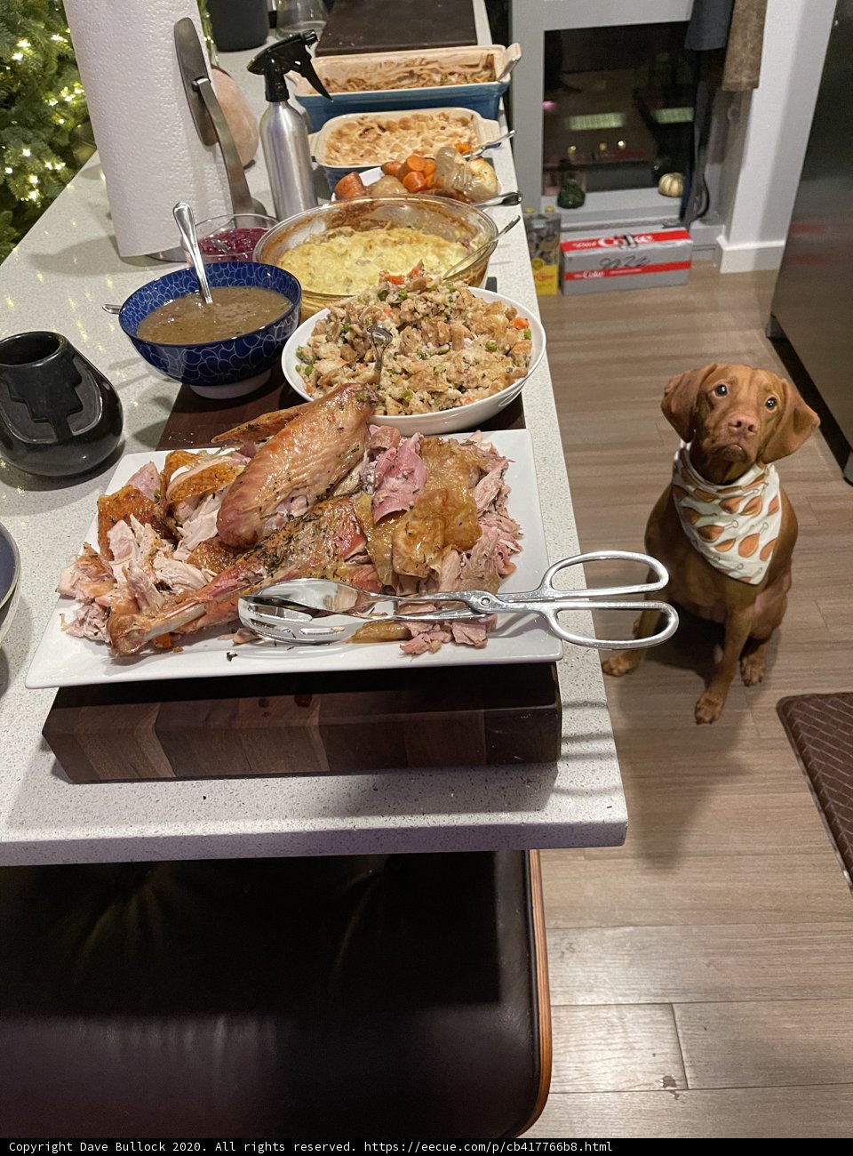 A Canine-Friendly Feast