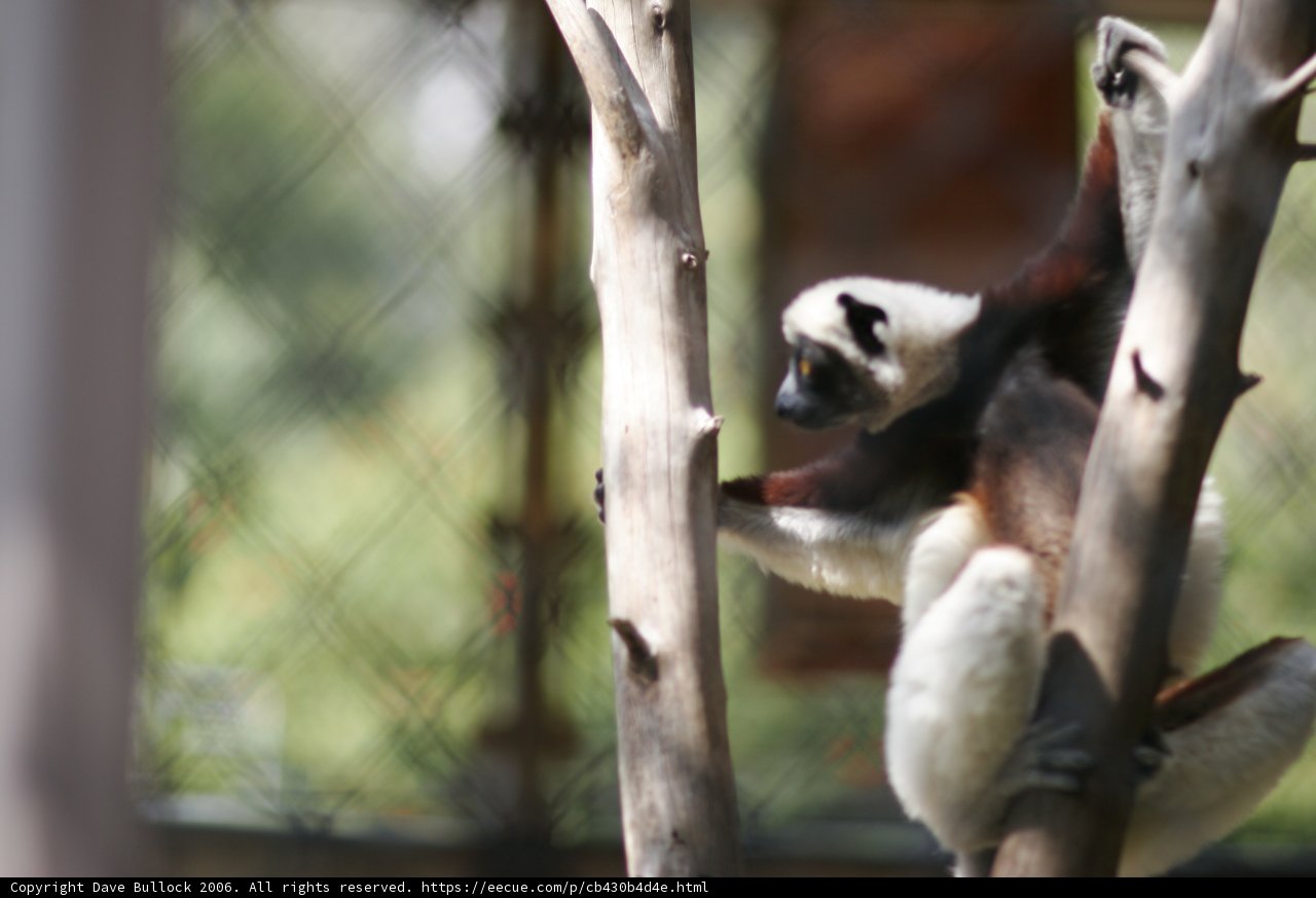 Jungle Gym