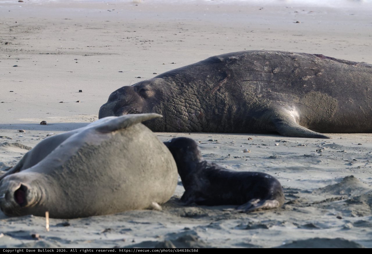 Elephant Seal Family Resting on Drakes Beach