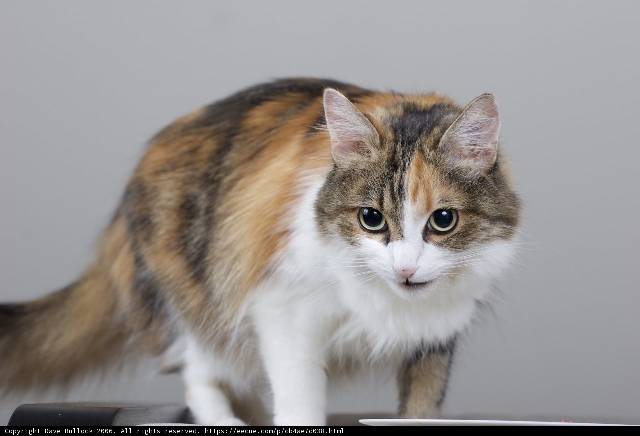 Tabletop Tomcat