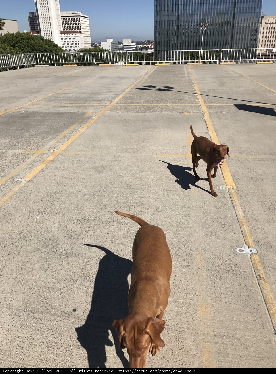 Two Canine Companions Running Free