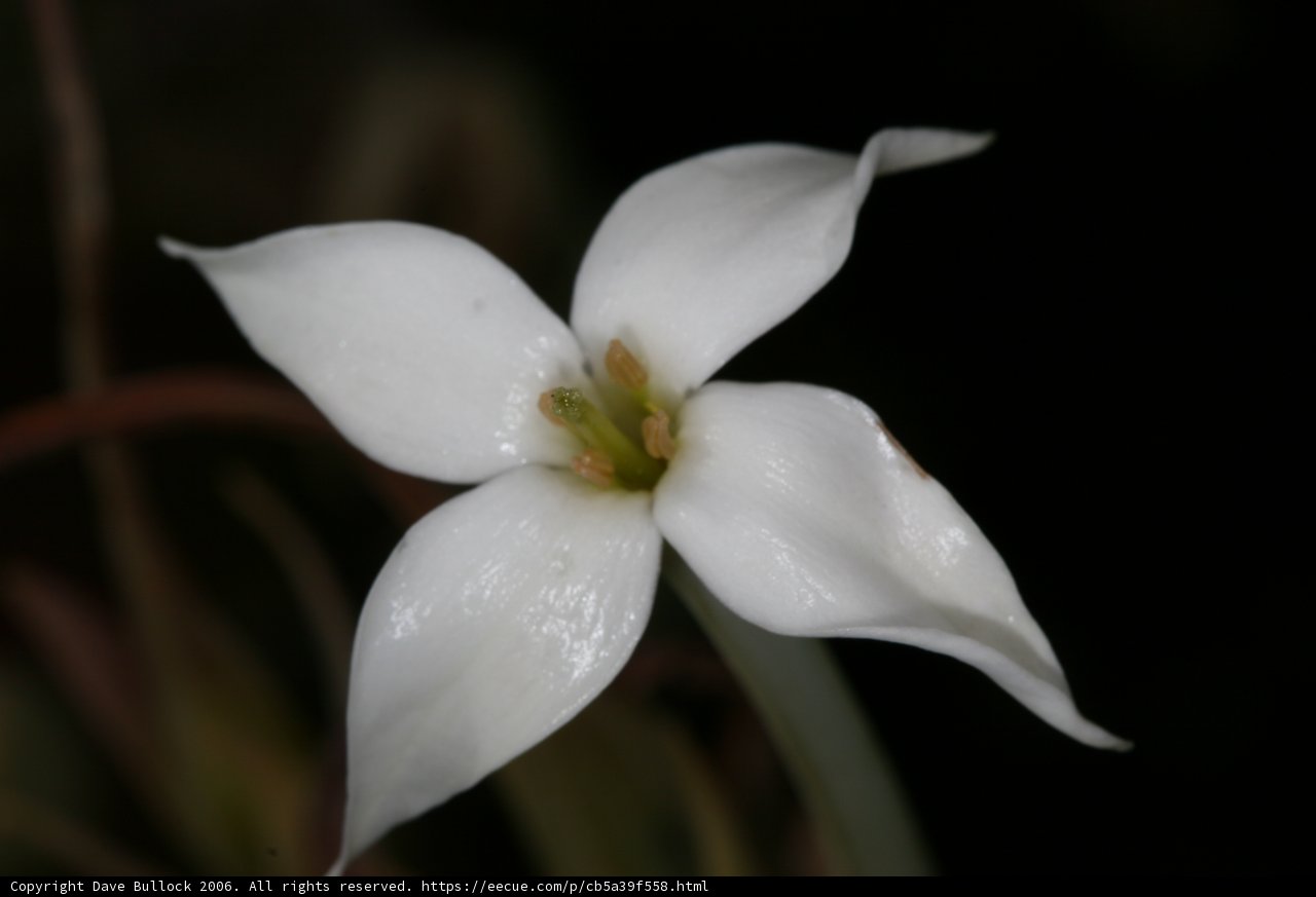 White Lily Flower