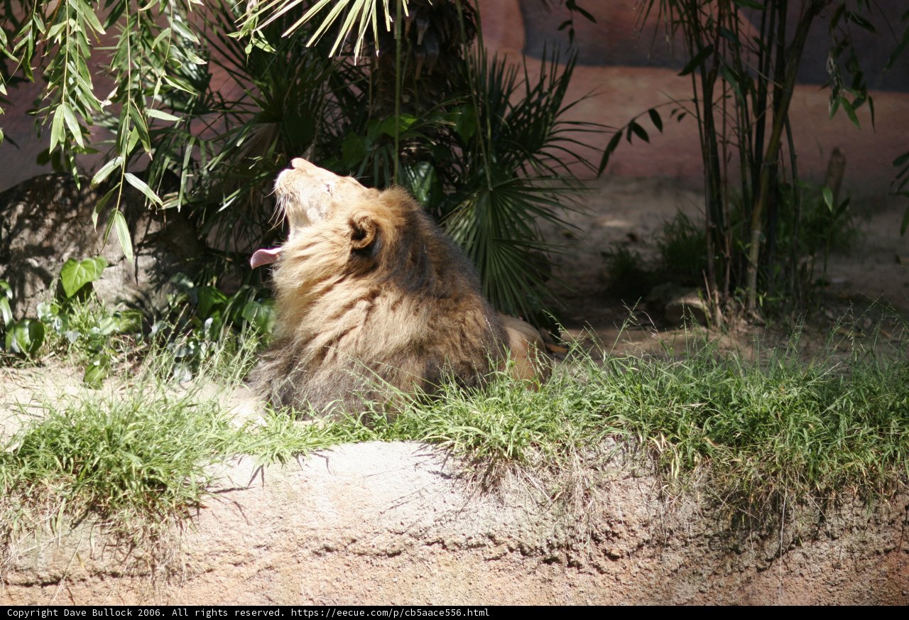 King of the Grasslands