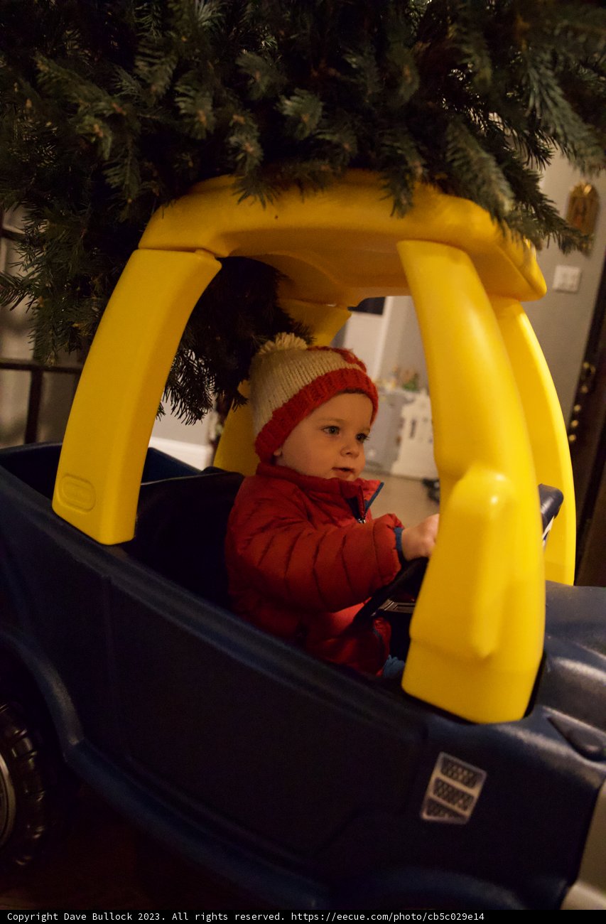 Wesley's First Christmas Tree Adventure