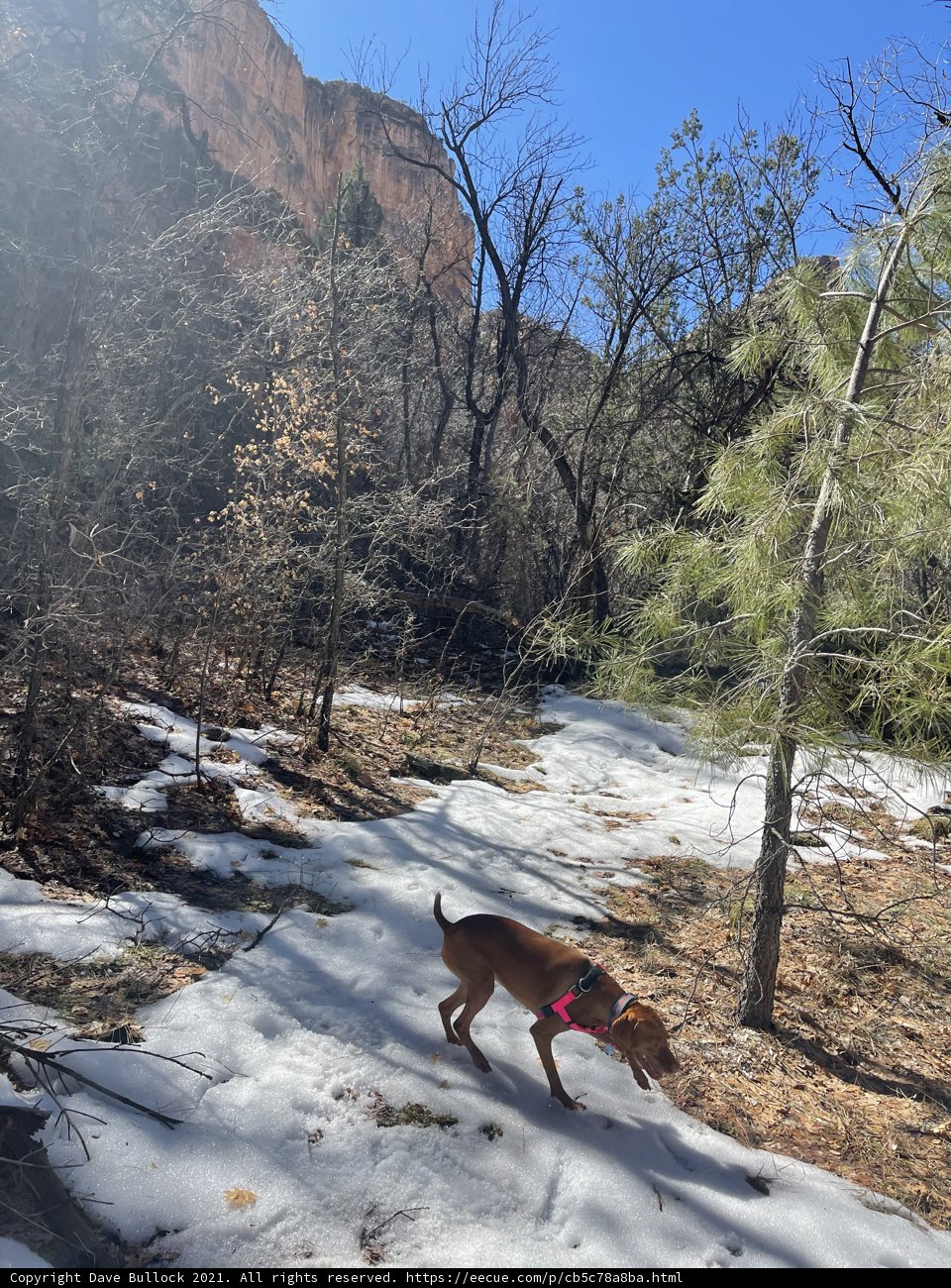 Running Wild in Coconino National Forest