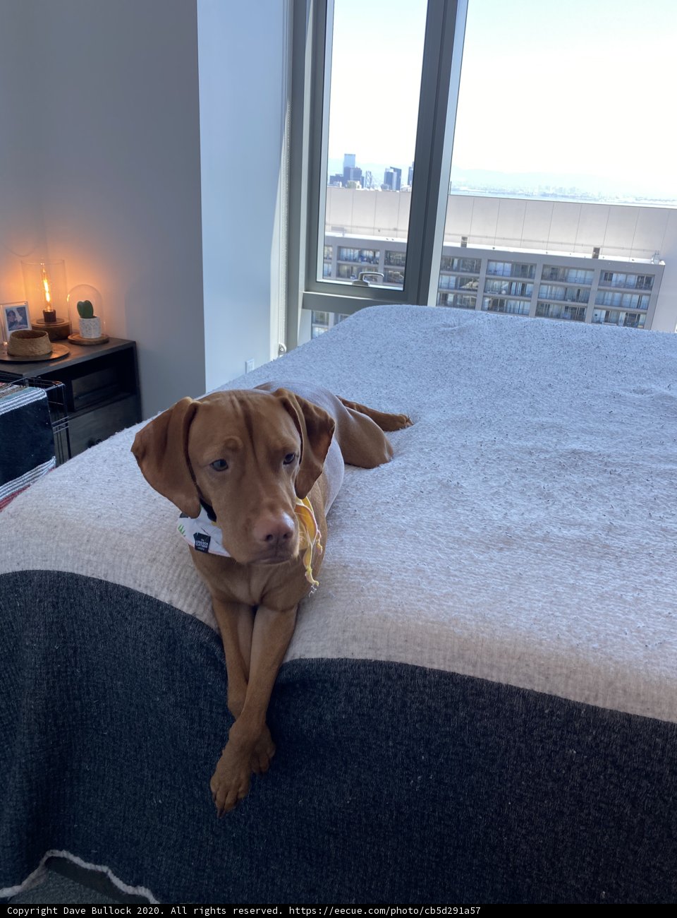 Restful Vizsla
